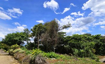 OPORTUNIDAD! Venta de Terreno de 4242 m2 en Grecia. in San Isidro, Grecia, Alajuela — 45 000 000 ₡ - Photo 2 of 9