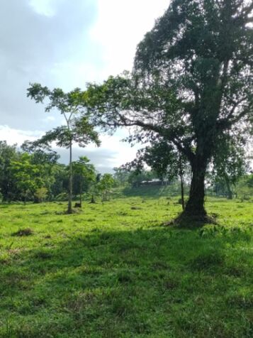 BELLA Y ÚTIL FINCA GANADERA Y AGRÍCOLA.  in Siquirres, Limón — ₡ 100 000 000
