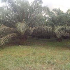 Finca de palma en venta Costa Rica 140 hectareas