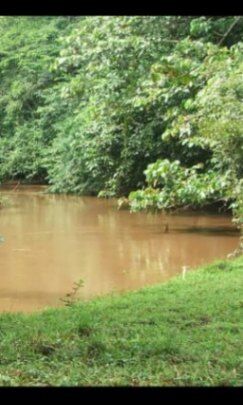 Vendo Finca en Pocosol de San Carlos en Pocosol, San Carlos, Alajuela — ₡ 147 000 000