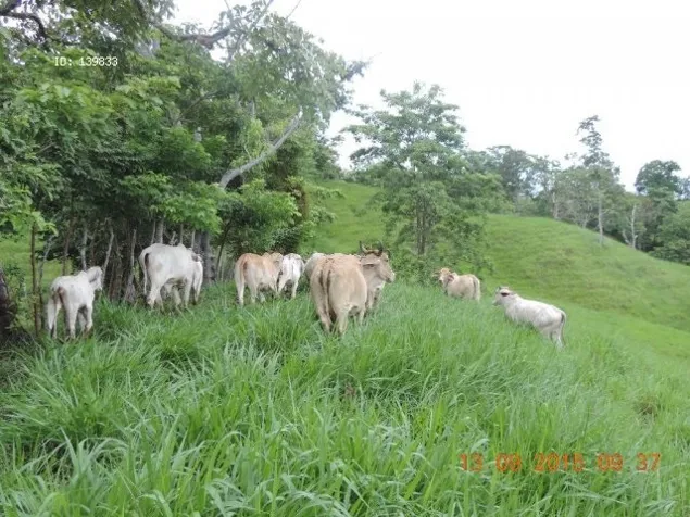 Finca ganadera 124.5 Ha entre Parrita y Quepos in Quepos, Puntarenas — $2,200,000 - Photo 2 of 25