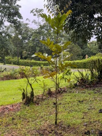 Se vende lote en San Isidro  #66 🏡 en Peñas Blancas, San Ramón, Alajuela — ₡ 13 000 000