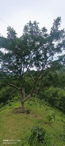 SE VENDE FINCA CAFETALERA EN JERICÓ, DESAMPARADOS.  en Desamparados, San José — $1,300,000