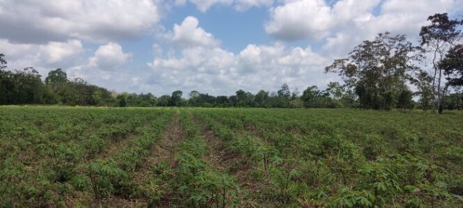 Terreno de 5 hectáreas, 100% Uso Plano con Potencial de Urbanización y Uso Agrícola in El Cairo, Siquirres, Limón — ₡ 110 000 000