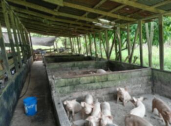 Se Vende finca lechera, con canchera son 28 manzanas.  in La Fortuna, San Carlos, Alajuela — 168 000 000 ₡ - Photo 5 of 8