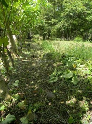 Venta Finca de 20 Ha carretera a Bajamar Orotina en La Ceiba, Orotina, Alajuela — $1,000,000