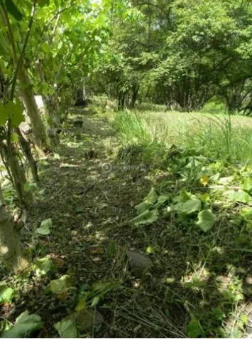 Venta Finca de 20 Ha carretera a Bajamar Orotina en La Ceiba, Orotina, Alajuela — $1,000,000