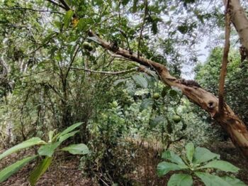 LOTE EN VENTA EN COSTA RICA NATURALEZA Y PRIVACIDAD en San Isidro De El General, Pérez Zeledón, San José — $25,000 - Foto 5 de 18