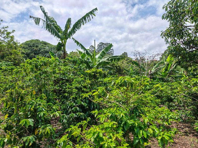 VENTA FINCA DE CAFETO 7.449M2 EN SAN RAFAEL DE HEREDIA in San Rafael, Heredia — ₡ 140 000 000