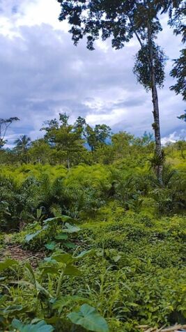 Hermosa finca a la venta en Katira, Guatuso, Alajuela — ₡ 600