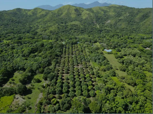 Productive Mango Farm for Sale – Turrubares in San Pedro, Turrubares, San José — $400,000