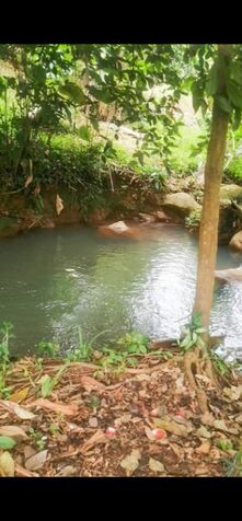 1.4 hectares finca de mamon chino en Cajon en Cajón, Pérez Zeledón, San José — $139,999