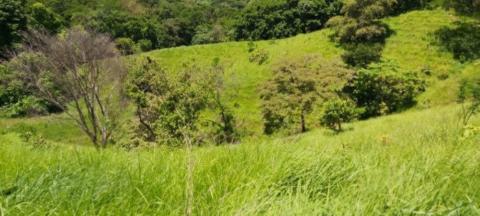VENTA DE FINCA, PUNTARENAS, MONTAÑA GRANDE, LEPANTO en Lepanto, Puntarenas — $606,715