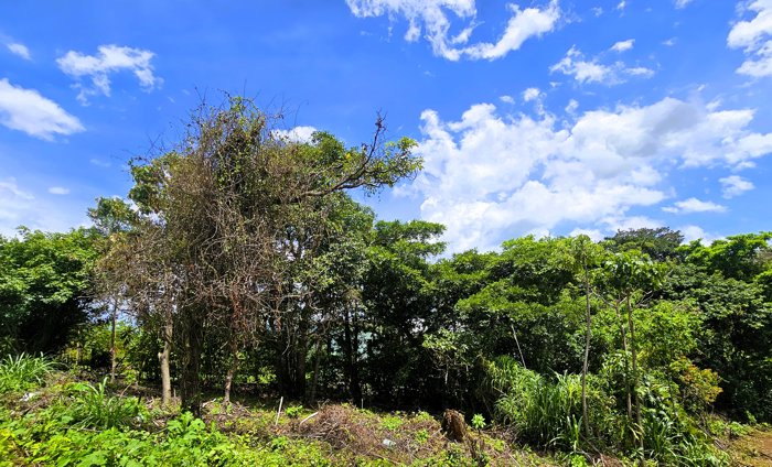 OPORTUNIDAD! Venta de Terreno de 4242 m2 en Grecia. in San Isidro, Grecia, Alajuela — ₡ 45 000 000 - Photo 3 of 9