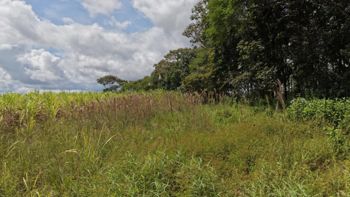 SE VENDE FINCA CON TOPOGRAFIA PLANA Y POTENCIAL AGRICOLA EN PEREZ ZELEDON en San Pedro, Pérez Zeledón, San José — ₡ 28 000 000 - Foto 5 de 12