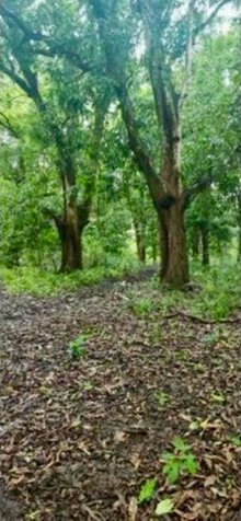 VENTA DE LOTE DE PLAYA, GUANACASTE, SANTA CRUZ en Cuajiniquil, Santa Cruz, Guanacaste — ₡ 175 000 000