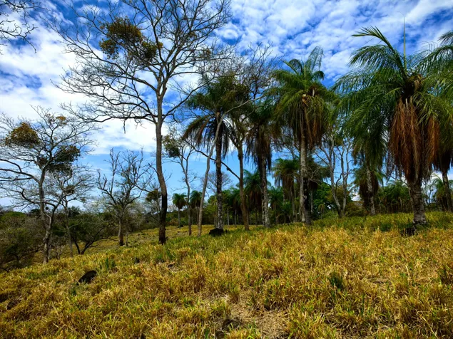 Finca Ganadera | 8 Has.| Con vista al mar | Tárcoles | Puntarenas en Pitahaya, Puntarenas — ₡ 160 000 000