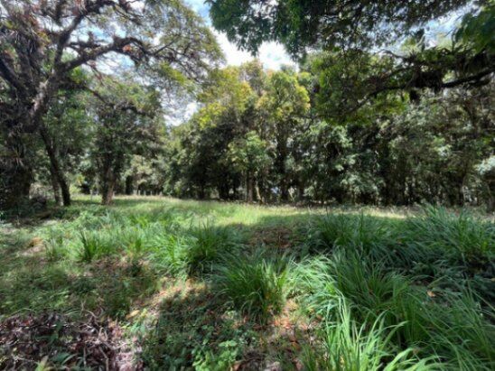 Se vende amplio lote de 1,289m2 en Cañón de el Guarco 25-1965 in Jardín, Dota, San José — ₡ 16 500 000