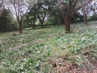 Terreno para quinta en Orotina, 6800m2 in Orotina, Alajuela — $136,000 - Photo 3 of 4