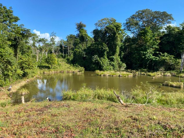 Venta Finca Productiva 96 Ha con Río y Nacientes Cutris San Carlos en Cutris, San Carlos, Alajuela — $1,275,000 - Foto 2 de 14