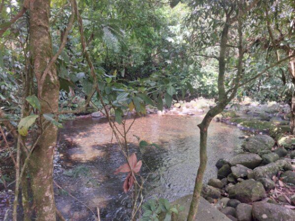 Terreno a la venta en Jiménez, Guápiles in Jiménez, Pococí, Limón — ₡ 42 000 000