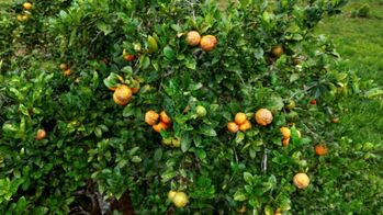 VENTA DE FINCA DE 4.9 HA EN ALTO ESPERANZAS, PEREZ ZELEDON: PRIVACIDAD Y ARBOLES FRUTALES en San Pedro, Pérez Zeledón, San José — $199,900 - Foto 5 de 22