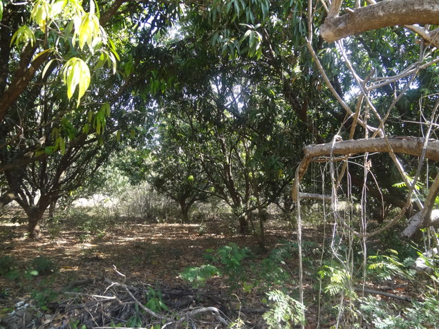 Terreno 2.9 Ha cerca del Hotel Riu Guanacaste en Sardinal, Carrillo, Guanacaste — $1,015,000 - Foto 2 de 3