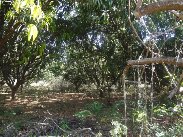 Terreno 2.9 Ha cerca del Hotel Riu Guanacaste en Sardinal, Carrillo, Guanacaste — $1,015,000 - Foto 2 de 3