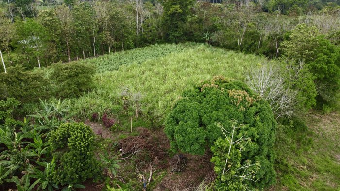 Venta de Lote Plano, a 20 min del centro de La Fortuna in La Fortuna, San Carlos, Alajuela — ₡ 46 000 000 - Photo 3 of 13
