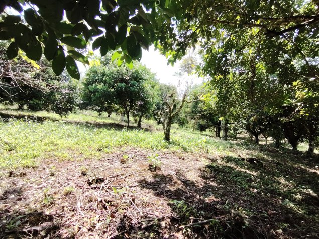 Venta de terreno agrícola de 21.764 m2 en San Pedro, Pérez Zeledón in San Pedro, Pérez Zeledón, San José — ₡ 98 000 000 - Photo 2 of 27