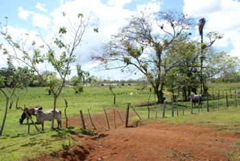 Venta Finca Ganadera en Los Chiles de San Carlos