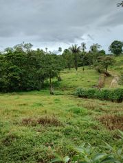 SE VENDE FINCA EN AGUAS MANZAS, GUAPILES in Guápiles, Pococí, Limón — 76 800 000 ₡ - Photo 4 of 30