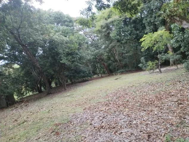 PARCELA EN VENTA EN GUACALILLO | 3.863 M² | P659 en Jacó, Garabito, Puntarenas — ₡ 90 000 000 - Foto 3 de 8