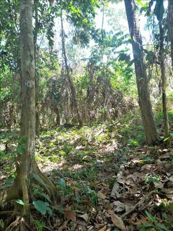 VENTA DE LOTE, LIMÓN, SIQUIRRES, LA ALEGRÍA in Siquirres, Limón — ₡ 70 000 000