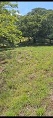 SE VENDE ESPECIAL Y ÚTIL FINCA EN RÍO GRANDE, ATENAS.  en Atenas, Alajuela — 100 000 000 ₡ - Foto 5 de 20
