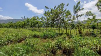 Venta de Terreno de Gran Extensión con Potencial de Desarrollo en Turrialba #27-226 GS en Chirripó, Turrialba, Cartago — $1,050,000 - Foto 5 de 8
