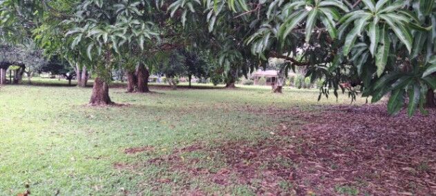 LOTE EN OROTINA PARA QUINTA in Orotina, Alajuela — ₡ 50 000 000