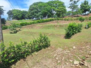 Lot for Sale in Playa Naranjo – Just 300 Meters with Ocean View in Lepanto, Puntarenas — $140,000 - Photo 5 of 10