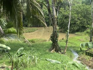 Finca Ganadera lista para producir en San Rafael, Guatuso, Alajuela — 384 000 000 ₡ - Foto 4 de 23