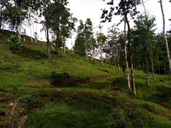 Finca en venta Guatuso  en Cote, Guatuso, Alajuela — 75 000 000 ₡ - Foto 5 de 26