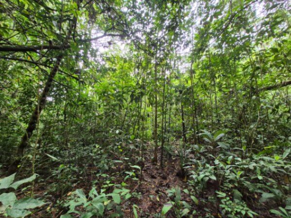 HERMOSA FINCA DE 16 ACRES CON QUEBRADAS Y ACCESO A RÍO EN SAN PEDRO in San Pedro, Pérez Zeledón, San José — $159,999