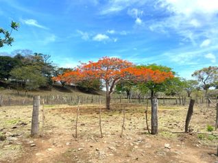 Finca 40 hectáreas con pozo -potencial de desarrollo en Papagayo en Bejuco, Nandayure, Guanacaste — $5,900,000 - Foto 4 de 13