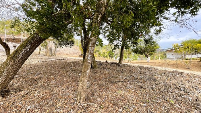 SE VENDE LOTE EN SAN PEDRO, SAN RAMON in San Ramón, Alajuela — $183,000 - Photo 2 of 33