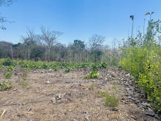 Premium 1,000 m² Lot in Pinilla – Your Sanctuary in Paradise! in Tamarindo, Santa Cruz, Guanacaste — $89,000 - Photo 3 of 7