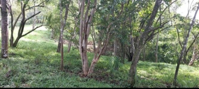 FINCAS, LOTES Y CASAS EN MORA Y ACOSTA, SAN. JOSÉ.  en Tabarcia, Mora, San José — ₡ 1 000 000