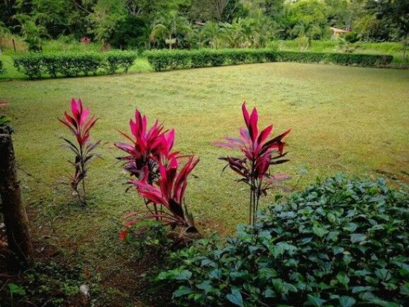 MLS-25-631 VENTA LOTE LA CEIBA OROTINA  in La Ceiba, Orotina, Alajuela — ₡ 25 000 000