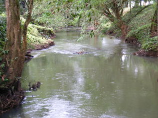 Venta Finca Chamorro Cutris San Carlos en Cutris, San Carlos, Alajuela — $3,000,000 - Foto 4 de 20