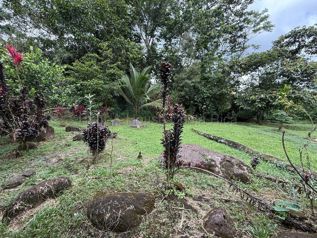 Venta de Amplia Finca Rural en Pococí-Guápiles. RAH 27-274 en Guápiles, Pococí, Limón — 138 000 000 ₡ - Foto 5 de 14
