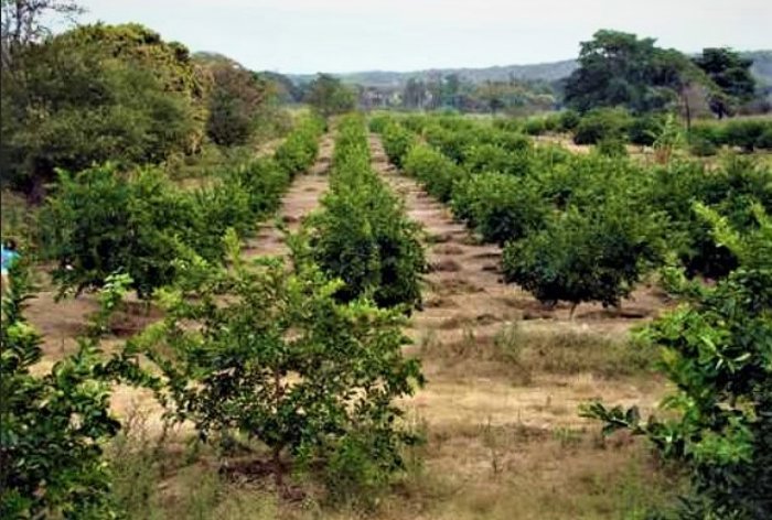 63 hectáreas de Producción Agrícola y Ganadera en Península de Nicoya in Puntarenas — $1,200,000 - Photo 2 of 14