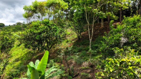 VENTA DE LOTE CON NACIENTE PROPIA EN SAN RAFAEL NORTE, PEREZ ZELEDON in San Isidro De El General, Pérez Zeledón, San José — $54,900